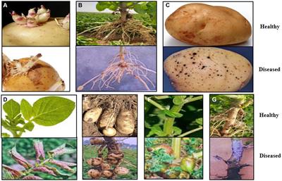 Deciphering core microbiota in rhizosphere soil and roots of healthy and Rhizoctonia solani-infected potato plants from various locations